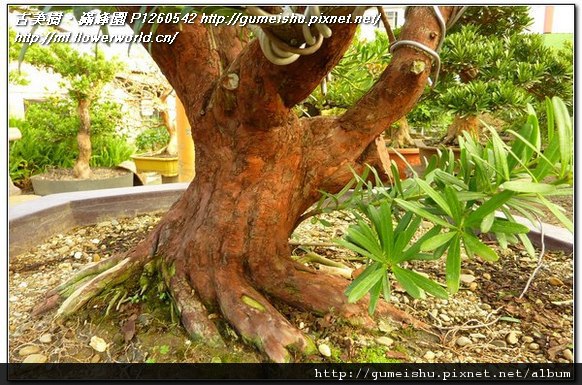 3cb61 cc5d781cde3f273e42cd1ccf5dcfb122 珍藏素材~蘭嶼羅漢松~流線美學~#11040601