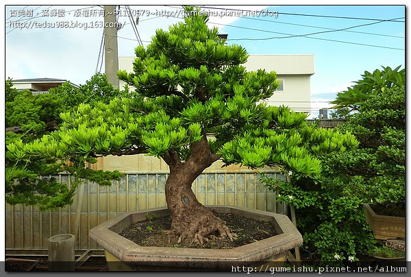 3cd51 7cad46396a7e7ad7205e789c179d7488 羅漢松盆栽整枝記錄~#10031901 素材(Material)