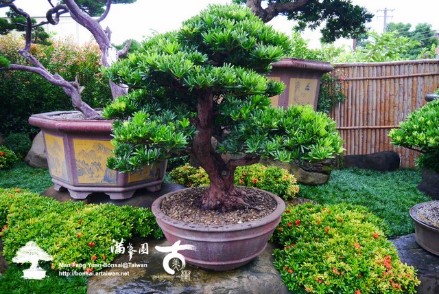 3ce2e p13103192 翠綠の大型羅漢松盆景