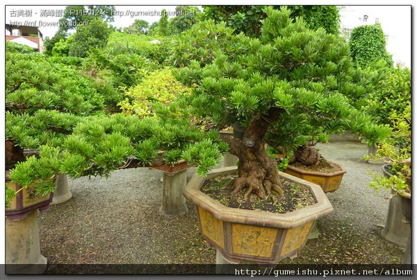 3db53 normal 90db2b2e47efa9ee6d2541c358ed9524 大型盆栽~蘭嶼羅漢松~珍藏懸崖素材~#10090901 懸崖