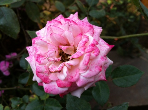 3dfa0 20120314 163943 薔薇@2012/3/14 薔薇