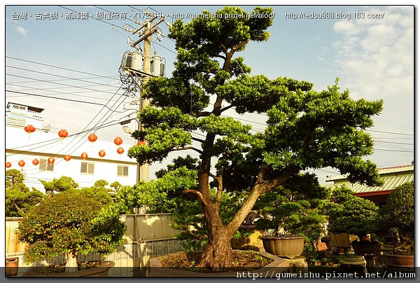 3e2a1 4bf5c3202ff62 超大型庭園樹~蘭嶼羅漢松庭園樹~#10032701~(二個月後更新) 大型庭園樹專區(Garden Tree)