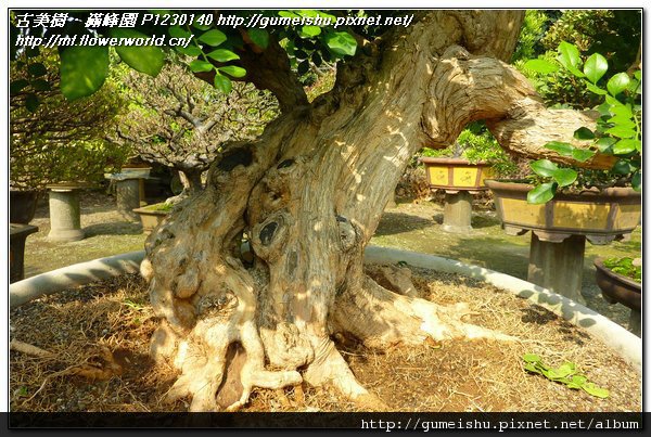 3eccd 3644fb2424ca2ca0de1a076b82088c70 n 珍藏素材~超大型七里香盆栽~#11042102 七里香(Common jasmine orange)