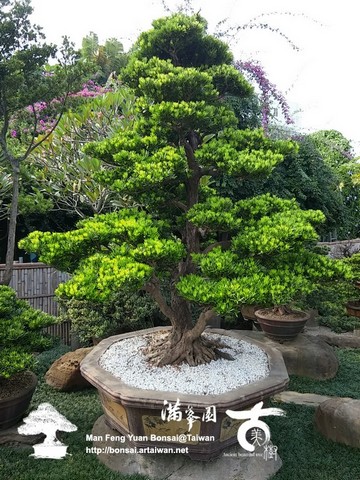 3f725 15582613586 b9dd378825 o1 羅漢松の翠綠之美 大型庭園樹專區(Garden Tree)