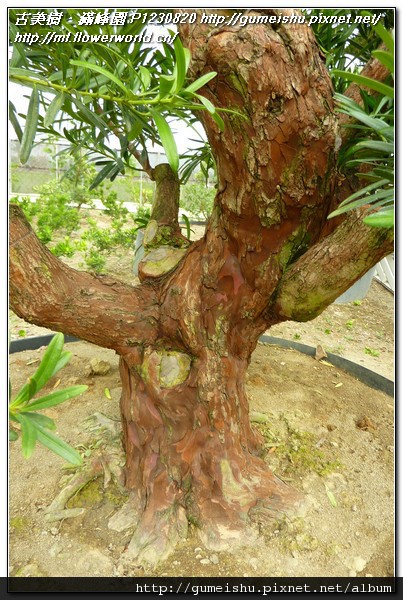 40b4f aac1b5b12f02215f05c8f6bc401db6aa n 珍藏素材~蘭嶼羅漢松~#11031701 羅漢松(Podocarpus costalis)