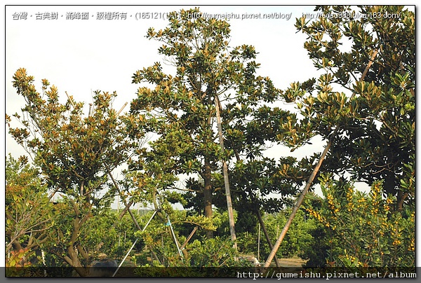 41200 bee877a19fe0cb8f36a07cbbe11aadf8 大型庭園樹~木蓮陣~#10060302 大型庭園樹專區(Garden Tree)