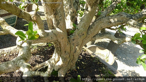 421fc 4bc3a313e0a5d 大品花果盆栽-西印度櫻桃-#10041302 成品(Complete Bonsai)