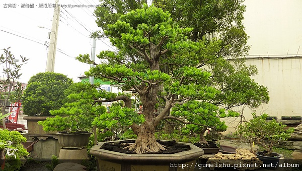 4231d 4bbfb307ad2e1 超大型盆栽~成品羅漢松~銘「聖山」~#10041001 成品(Complete Bonsai)