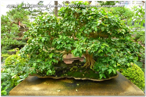 4255c p1410007 花果盆栽~八角櫻桃(Surian Cherry)~#11100301 花果盆栽(The flower bonsai)