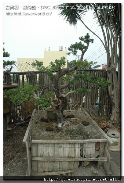 42c1e normal 8143918cced62b1aaa6138d1cc0a76fb 蘭嶼羅漢松培養全記錄~2009.3~2010.8 大型盆栽(Grand Bonsai)