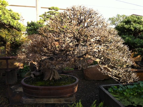 43a2e 20120302 130406 象牙樹（Diospyros ferrea)@2012/3/2 象牙樹(Diospyros ferrea)