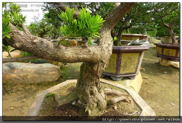 43b11 normal 85c3a19ed0242c5045a98d4903543541 珍藏素材~蘭嶼羅漢松~野性之美~#10092001 素材(Material)