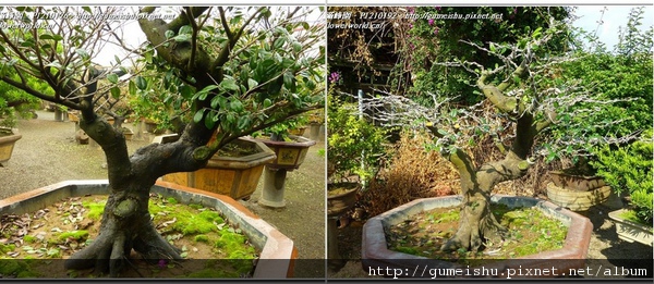 44291 normal 28e042b56579f347dc0738aa0fd0755e 精選素材~象牙樹(Diospyros ferrea)~#11011501~纏線(Wiring branches)整枝作業 象牙樹(Diospyros ferrea)