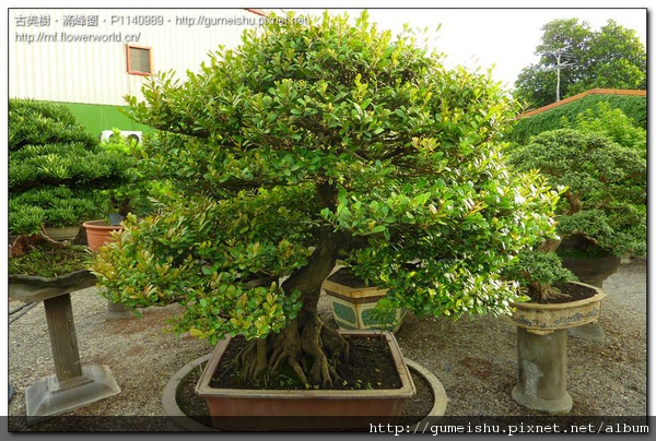 44462 normal 2e811ea71c105a97a1fac322230c48df 大品盆栽~成品象牙樹~壯碩根肌#10083101 成品(Complete Bonsai)