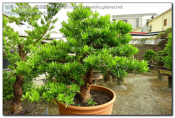 455e6 0e73d252277ad07f3ec2c22899347fe9 蘭嶼羅漢松整枝記錄~#10032502~(2個月後更新) 素材(Material)