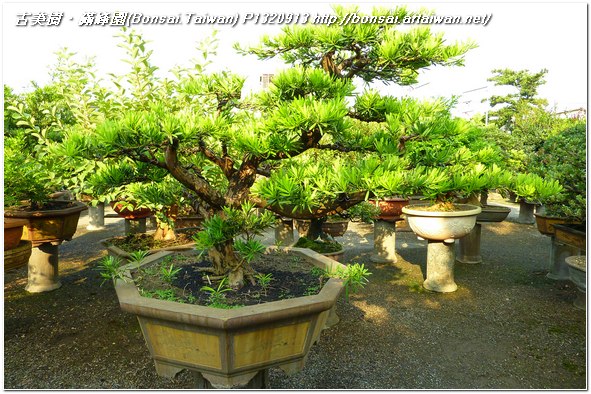 47d4b p1320913 長期計劃專題~蘭嶼羅漢松~培養計劃~#10072401 長期計劃(Plan)