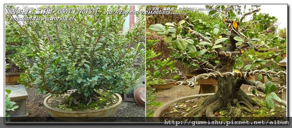 48ab5 normal 62bd0e577df6f9e6c0547556853b4988 中品盆栽~象牙樹~盆培25年~#11020101 中品