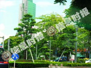 48ba8 1284495267 j6lgqi 山寨版的羅漢松??? 盆景(Penjing)