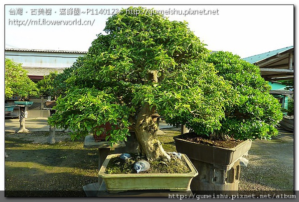 48fe3 bd3f514bdfa36f35fcf223e91e638d99 花果盆栽~台灣九重葛~#10050401 大型盆栽(Grand Bonsai)