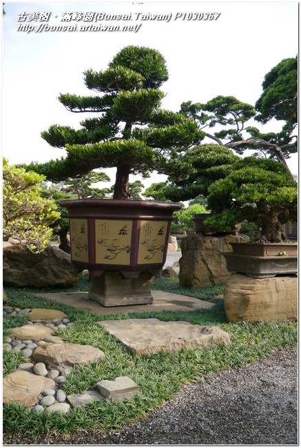 49178 p1030367 2013/3/21[成品羅漢松庭園樹]