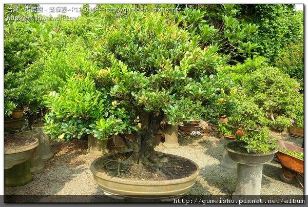 4aba5 normal fbd2cbbbfe5bfc7bcce8ed3e073cc058 大型盆栽~象牙樹~山採之古木魅力~#10043002~日常記錄No.1