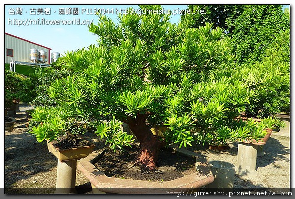 4bc15 af0b689331d1ebf7f10f7ed1f4eda52f 大型盆栽~實生蘭嶼羅漢松盆栽#2~#10032501~作業後5個月更新 大型盆栽(Grand Bonsai)