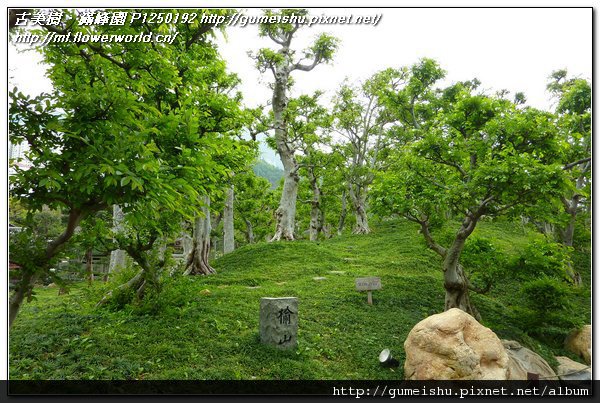 4c4c5 c4480514763bbe4411834541329aafd0 n 2011~香港之旅(Hong Kong)~南蓮園池(Nanliangarden)~#6~榆山&冬青路 盆栽樂趣(Travel)