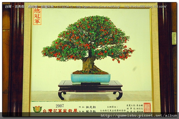 4c8d2 b1cc05287a834e016c9a2714ce4bc661 盆栽樂趣~賽場上的盆栽勇士們 盆栽樂趣(Travel)