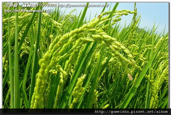 4d318 b1bbe9db007d9426603568f19b546707 n 謙虛的稻穗 盆栽樂趣(Travel)