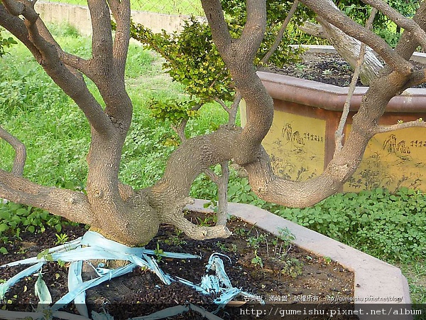 4edfc 4ba2b7dc3db3b 變化極佳的紫檀 大型庭園樹專區(Garden Tree)