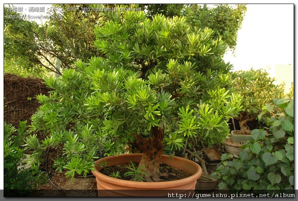 4ff28 normal ae1e4a332e072968ee9d75e3a8c550ec 蘭嶼羅漢松整枝記錄~#10032502~(解鋁線)