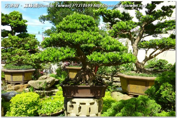 50d9f p1310599 成品大型盆栽~蘭嶼羅漢松~銘「凌雲」~#11060901 羅漢松(Podocarpus costalis)