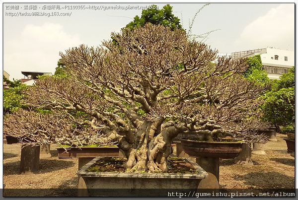 5112a 6ac630898a3079699c03bee280509008 大品盆栽~成品金門榕~壯之幹肌~#10043001~(剔葉作業完成) 榕樹