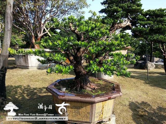 5188a 16146585867 6850f4a153 o [羅漢松]用心培養，時間淬鍊，只為知音 整枝