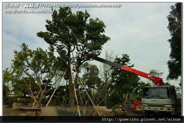 51a73 e91acc06e94c6eb4b9df97c5b4ab4893 n 超大型庭園樹~修剪記錄 盆栽樂趣(Travel)