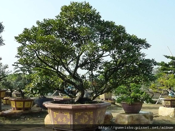 520a3 4b957e293610e 大型庭園象牙樹#1(樹齡超過30年) 大型庭園樹專區(Garden Tree)