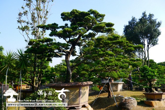 5318a p1350682 [真柏]陽光下的真柏 大型庭園樹專區(Garden Tree)