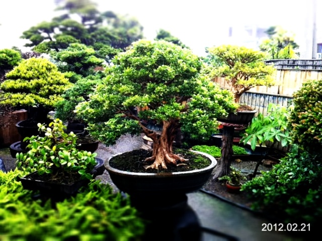 544ec 20120221 130838 雨天中的七里香 七里香(Common jasmine orange)