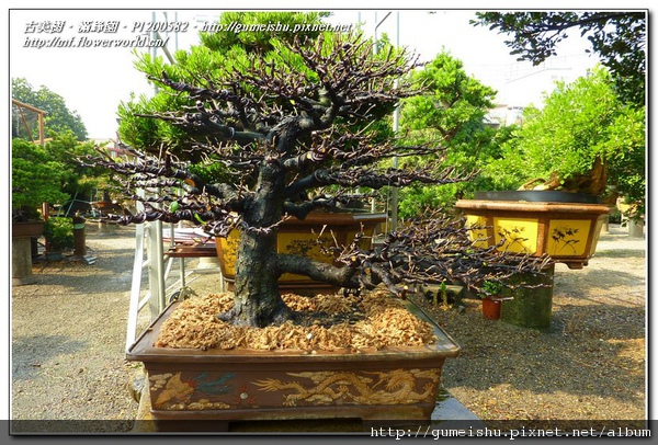 54f35 normal afb7c0cc67c5416832f86cd07dc11344 珍藏三十五年~荒皮象牙樹~#10122501~(二)整枝與換土作業 整枝