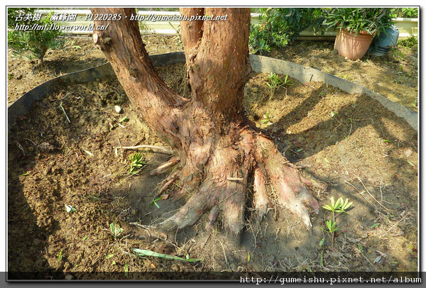 54fab normal fbdd83c7bf1c2c2593702c0e807d73a6 大型庭園樹~蘭嶼羅漢松~#11021301~巨型根盤 根盤