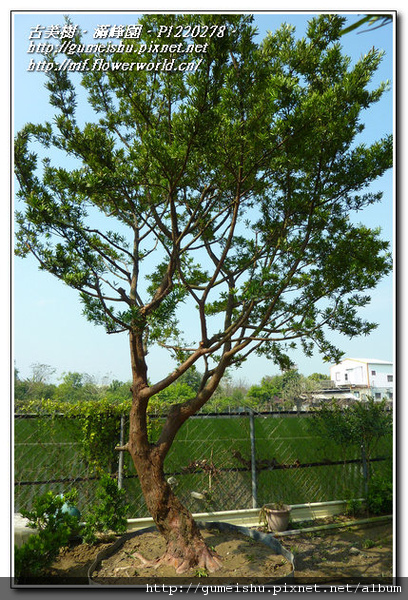 5534d normal 46301546dc0a9765a367e7839a605be5 大型庭園樹~蘭嶼羅漢松~#11021501 根盤