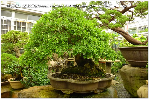 55620 p1410041 大型盆栽~石朴(Taiwan Hackberry)~#11101101 石朴(Taiwan Hackberry)