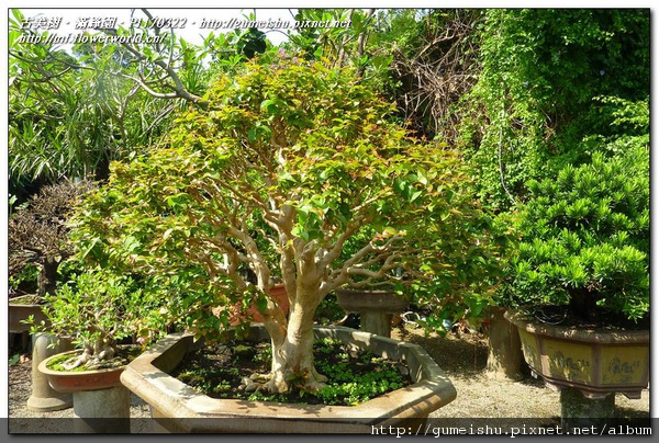 55a5b normal ad8dfff31f167f34ded9c651b6ffbc95 花果盆栽~八角櫻桃(扁櫻桃)~#10032101~日常管理No.2 花果盆栽(The flower bonsai)