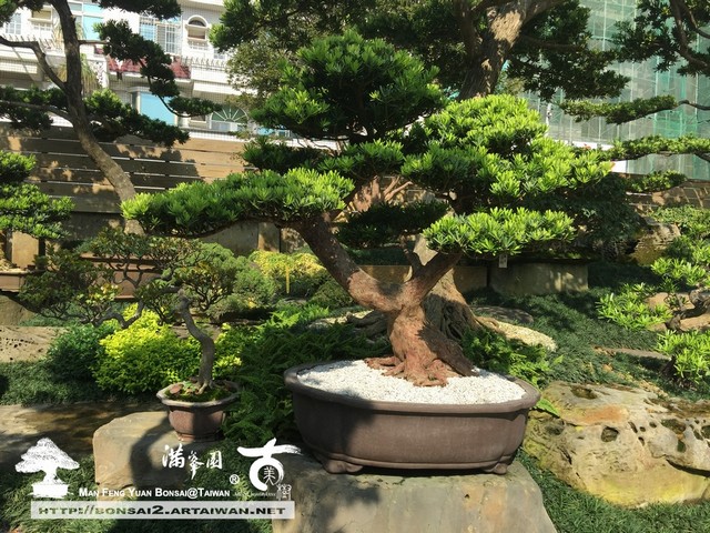 57517 007 [羅漢松]盛開(2) 頂級盆栽