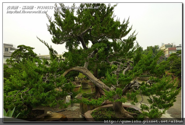 57533 normal 75af42c6bf574b91a2e1f493824e36f9 大型庭園樹~台灣真柏~#10042104~日常管理No.1 真柏(Juniperus chinensis)