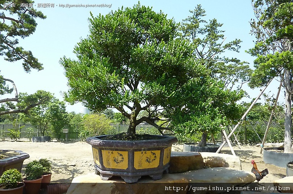 57bf1 4bb7c15b10ae7 大型庭園象牙樹#2(樹齡超過30年) 大型庭園樹專區(Garden Tree)