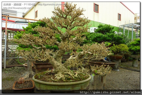 58902 normal ceabb8620c00cc2c8aba41a7295a35d8 收藏專區~黃槿~#10100502 素材(Material)