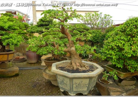 58aab p1400032 大品盆栽~蘭嶼羅漢松(Podocarpus costalis)~#11030801~Trimming and Wiring 整枝