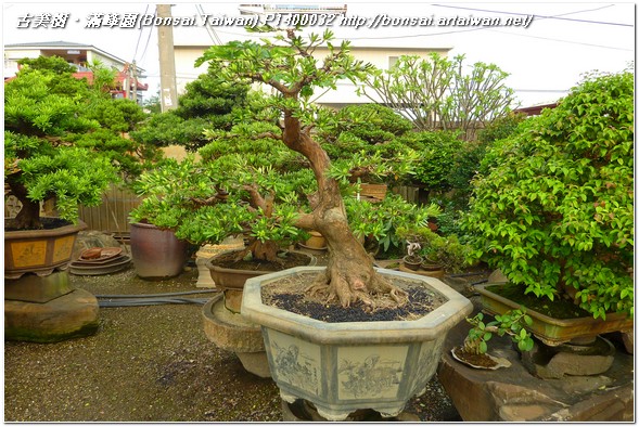 58aab p1400032 大品盆栽~蘭嶼羅漢松(Podocarpus costalis)~#11030801~Trimming and Wiring