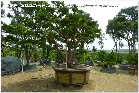 58af0 p1470280 大型庭園樹~庭園羅漢松(Podocarpus costalis)~#12041001 大型庭園樹專區(Garden Tree)